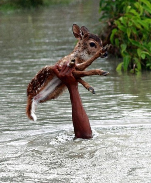 Một chú nai con bị tách khỏi đàn của mình bởi dòng nước lũ trên sông Noakhali, Bangladesh. Trong giờ phút nguy hiểm đó, cậu bé Belal đã không ngần ngại bơi xuống nước và đưa chú nai trở về với đàn của mình.